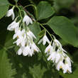 Styrax obassia: Bild 1/4