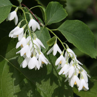 Styrax obassia