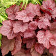 Heuchera 'Georgia Peach': Bild 1/5