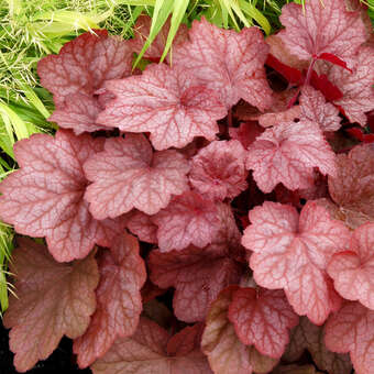 Heuchera 'Georgia Peach'