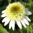 Echinacea purpurea 'Coconut Lime': Bild 1/5