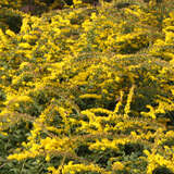 Solidago rugosa 'Fireworks' - Goldrute