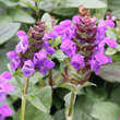 Prunella grandiflora: Bild 1/3