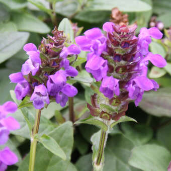 Prunella grandiflora