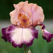 Iris germanica 'Carnival Song': Bild 1/2