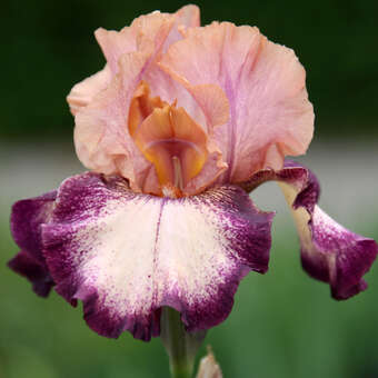 Iris germanica 'Carnival Song'