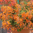 Agastache 'Kudos Mandarin': Bild 1/2