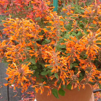 Agastache 'Kudos Mandarin'