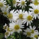 Aster ageratoides 'Starshine' - Aster