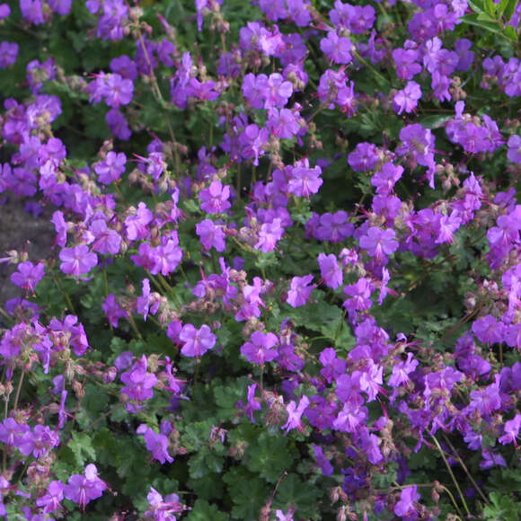 Geranium cantabrigiense 'Karmina': Bild 3/9