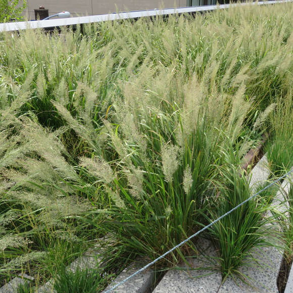 Calamagrostis brachytricha: Bild 5/6