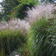 Miscanthus sinensis 'Adagio': Bild 1/2