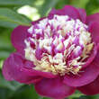 Paeonia lactifl. 'White Cap': Bild 2/7