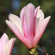 Magnolia 'Heaven Scent': Bild 1/7