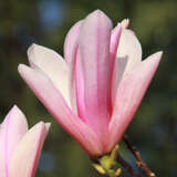 Magnolia 'Heaven Scent' - Rosa Lilien-Sternmagnolie