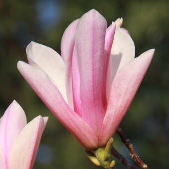 Rosa Lilien-Sternmagnolie - Magnolia 'Heaven Scent'