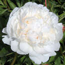 Paeonia lactiflora 'Bowl of Cream' - Pfingstrose