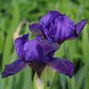 Iris pumila 'Atroviolacea' - Zwerg-Schwertlilie