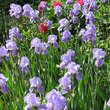 Iris germanica 'Athos': Bild 2/5