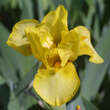 Iris pumila 'Marksman': Bild 1/1