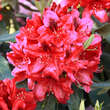 Rhododendron Hybride - rot  PG2: Bild 1/5