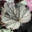 Heucherella 'Twilight': Bild 5/5