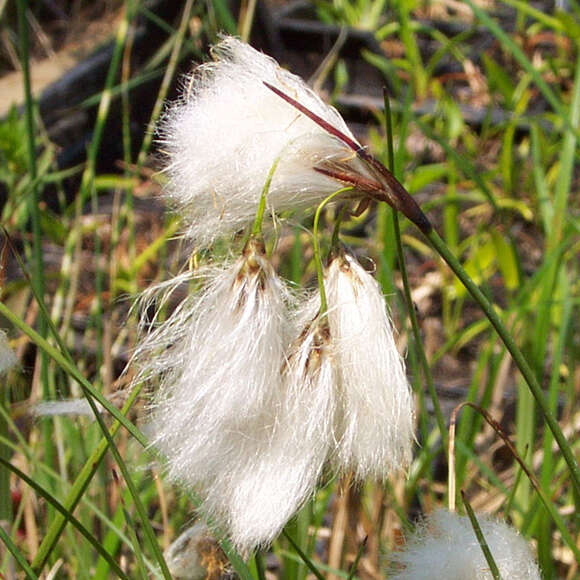 Eriophorum vaginatum: Bild 4/4 Eriophorum vaginatum: Bild 4/4