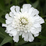 Scabiosa caucasica 'Miss Willmott' - Knopfblume, Skabiose