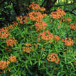 Euphorbia griffithii 'Fireglow': Bild 3/6