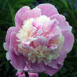 Paeonia lactiflora 'Sorbet': Bild 1/2