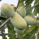 Asimina triloba 'Golden 4' - Pawpaw, Indianerbanane