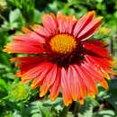 Gaillardia 'Red Shades' - Kokardenblume