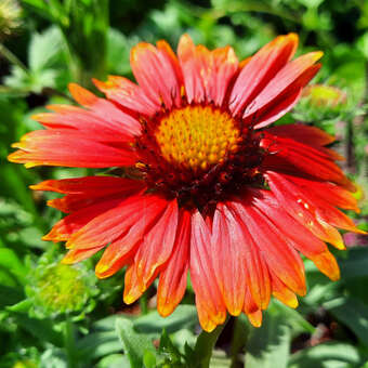 Gaillardia 'Red Shades'