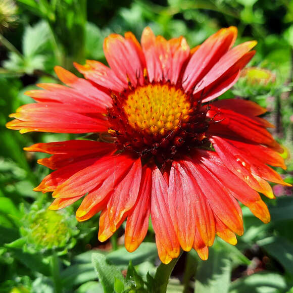Gaillardia 'Red Shades': Bild 1/2 Gaillardia 'Red Shades': Bild 1/2