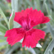 Dianthus gratianopolitanus 'Lavastrom': Bild 1/2