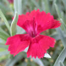 Dianthus gratianopolitanus 'Lavastrom' - Pfingstnelke