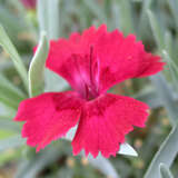 Dianthus gratianopolitanus 'Lavastrom' - Pfingstnelke