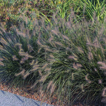 Pennisetum alopecuroides 'Cassian'