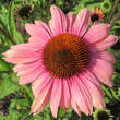 Echinacea purpurea 'Summer Sky': Bild 4/6