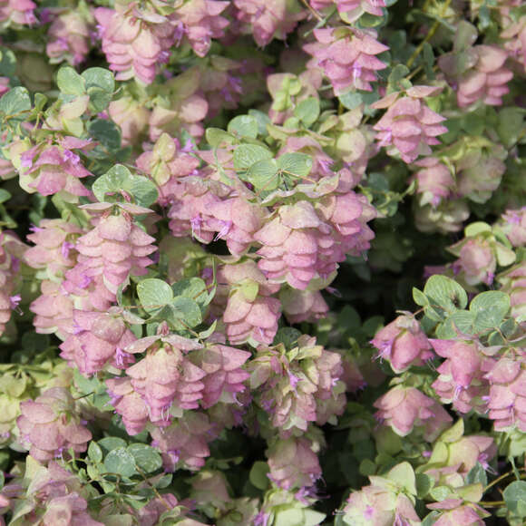 Origanum rotundif. 'Kent Beauty': Bild 3/3 Origanum rotundif. 'Kent Beauty': Bild 3/3