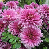 Chrysanthemum koreanum 'Royal Purple' - Herbstchrysantheme