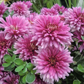 Chrysanthemum koreanum 'Royal Purple'