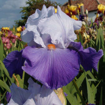 Iris germanica 'Revolution'