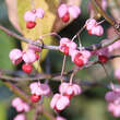 Euonymus hamiltonianus 'Popcorn': Bild 1/1