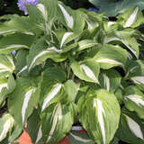 Hosta 'Night before Christmas' - Funkie, Herzlilie