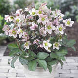 Helleborus nigercors (x) 'Pink Beauty' - Schneerose