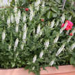 Salvia nemorosa 'Schneehügel': Bild 2/3
