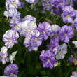 Viola cornuta 'Columbine': Bild 2/2