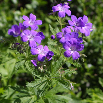 Geranium pratense