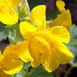 Mimulus luteus: Bild 2/4